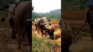 Kearifan lokal yang masih terjaga bajak sawah masih pakai kerbau [upl. by Lucilla]