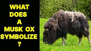 WHAT DOES A MUSK OX SYMBOLIZE [upl. by Laidlaw]