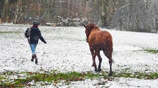 Snow Day Bridleless Riding  Birthday Barn Vlog [upl. by Ettenahs]