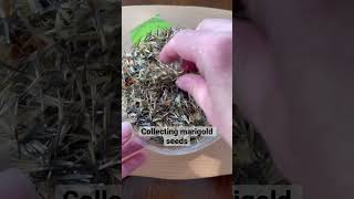 How to collect and store marigold seeds [upl. by Eulalee]