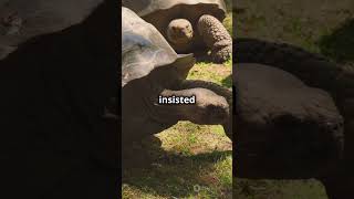 🐢 How Galapagos Tortoises Inspired Evolution nature science history darwin [upl. by Llohcin]