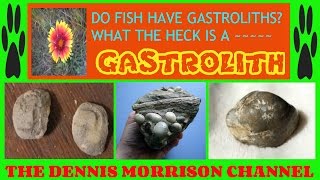 DO FISH HAVE GASTROLITHS WHAT THE HECK IS A GASTROLITH [upl. by Laefar383]