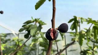 Greenhouse figs from 20 October 2024 [upl. by Nenerb406]