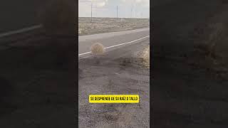 ¿Cómo se llama el arbusto rodante del desierto  holidayswithyoutube short biologiadesdecero [upl. by Maxi]