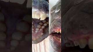 The Fish with Human Teeth  Fascinating Horror Shorts [upl. by Horatia]