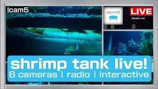 shrimp tank live v4 night 11 [upl. by Schifra]