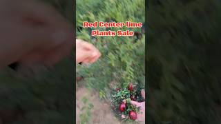 Red Center lime Plants Sale fruitplants supersale plants fruittree shortvideo shorts short [upl. by Malkin]