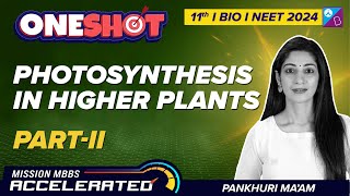 Photosynthesis in Higher Plants Class 11 Biology  Calvin Cycle amp Photorespiration  Pankhuri Maam [upl. by Esiuqram549]