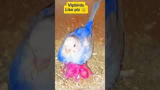 budgies parrots nesting material budgies lovebirds colony nesting ytshorts shortfeed youtube [upl. by Hippel]