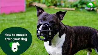 How to muzzle train your dog  Pet advice for dogs  Woodgreen Pets Charity [upl. by Yahsel]