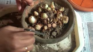 Growing process of tuberose bulb [upl. by Rockie]