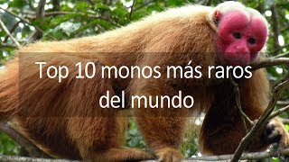 Top 10 monos más raros del mundo [upl. by Hendricks706]