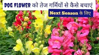 How To Save AntirrhinumDog Flower For Next Season How To Grow and Care Dog FlowerPriya Gardenhub [upl. by Douville87]