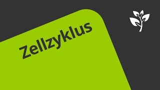 Zellzyklus Übung  Biologie  Genetik [upl. by Itoc]