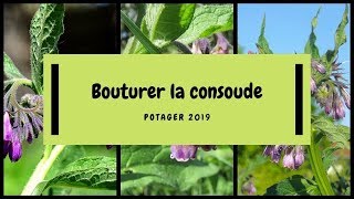 🌿 Comment faire des boutures de racines de consoude [upl. by Nona21]