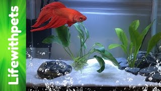 How to set up a Betta fish tank Basic planted Betta tank [upl. by Auqinal]