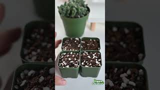 Propagate Delosperma Echinatum ‘Pickle Plant’ [upl. by Aiek]