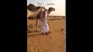 شوف حقد الجمل ههههههه [upl. by Puff]