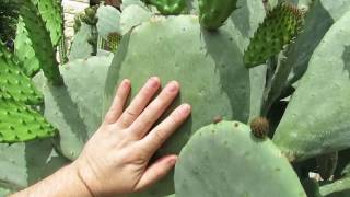 opuntia ficus indica inermis [upl. by Silenay]