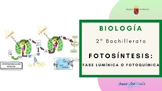 FOTOSÍNTESIS FASE LUMÍNICA O FOTOQUÍMICA [upl. by Lapointe]