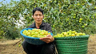 Harvesting Apple Orchards Goes to the market to sell  Cooking  Solo Survival [upl. by Adalard647]