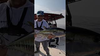 Trophy pescanomar fishing pescaria casting angler dubai tuna mahimahi [upl. by Nnylak15]