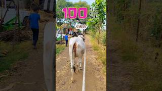 16100 Gaiye Ladne Lag Jati Hai dailyminivlog minivlog villagelife gay 100daysoflife [upl. by Iaria]