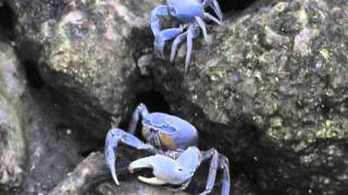 Giant Blue Land Crabs [upl. by Goldston]