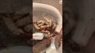 Bull ant eggs amp larvae shorts ants [upl. by Alek363]