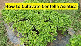 How to Cultivate Centella Asiatica  gotukola wagawa [upl. by Hagood]