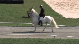 T1 Tölt BFinal WC Icelandic Horses  IslandpferdeWM VM Islandshästar 2013 [upl. by Sedaiuqlem]