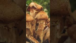 Cool Fungi Photography fungi mushrooms photography slideshow Subcribe Full vids on my channel [upl. by Lybis991]