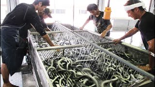 Asia Eel Grow to Harvest and Processing  Eel Farm Technology  Japan Aquaculture [upl. by Halpern]