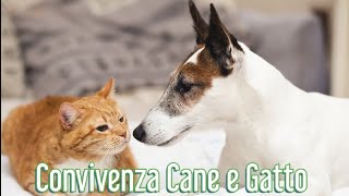 Convivenza tra Cane e Gatto  Consulente Felino  Addestramento Cani [upl. by Silvio355]