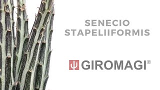 Senecio stapeliiformis from GIROMAGI ITALY [upl. by Ttik]