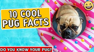 Pug Facts  Pugs 101  Facts About Pugs [upl. by Gwenny]