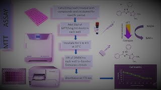 Assays and Technology  MTT Assay for toxicity studies [upl. by Jacobsohn303]