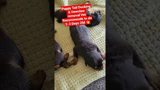 Rottie Puppies Tail Docking amp Dewclaw Removal rottweilerpuppy puppies puppy rottweiler pups [upl. by Yehudi442]