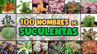 100 PLANTAS SUCULENTAS y su NOMBRE CIENTÍFICO [upl. by Akino259]