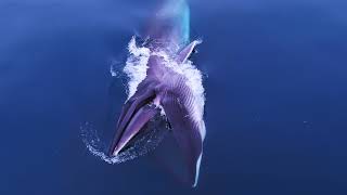 Whale Documentary 2021 A Year in my Life 2 [upl. by Anam]