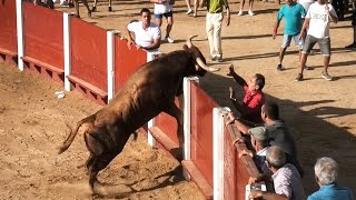 Solo Saltos de Toros Bravos 2023 [upl. by Cesaria]