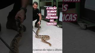 Criando Surucucu Pico de Jaca surucucu cobras cobra lachesis [upl. by Georgianne406]