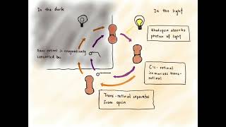 Dark Adaptation vs Light Adaptation [upl. by Leimaj]