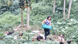 Harvesting Ripe amp Sweet Papaya fresh from the farm trending asmr subscribe [upl. by Latsyrd]