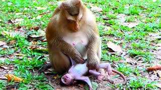 Adorable pigtail monkey best care for baby monkey and monkey relax [upl. by Hoshi]