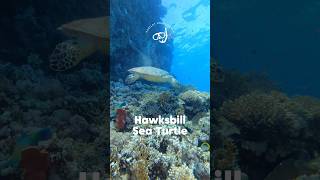 Hawksbill Sea Turtle  Sharm ElSheikh seaturtles gopro redsea [upl. by Nytsud215]