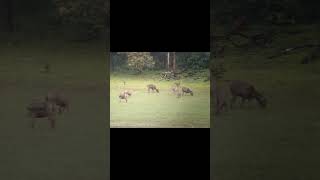 Thekkady and elephant safari 🐘🐘videovlogkeralathekkadyelephantsafariminivlogfun [upl. by Orth]