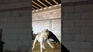 Kangal vs rottweiler this is why no one should mess with a kangal [upl. by Minny]