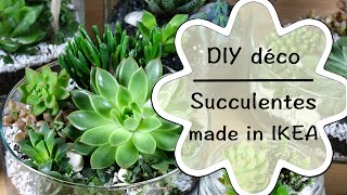 DIY  Créer une décoration de succulentes  tutoriel facile de succulentes made in IKEA 1 [upl. by Silber]