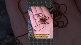 Horsehair Worm facts  not for the squeamish  Animal Fact Filesshortsfeed [upl. by Anaujait]